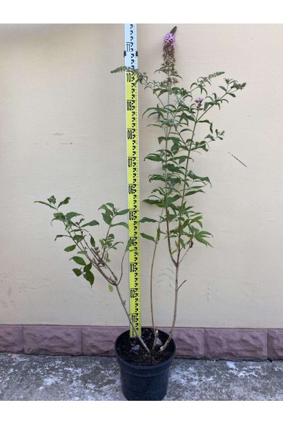 Будлея Давида Пінк Делайт - 5л/вис.80-100см/Ø30-40см